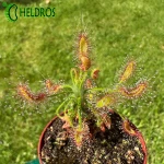 Drosera SCORPIOIDES