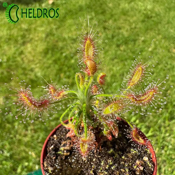 Drosera SCORPIOIDES