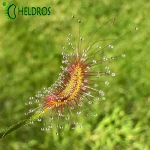 Drosera SCORPIOIDES