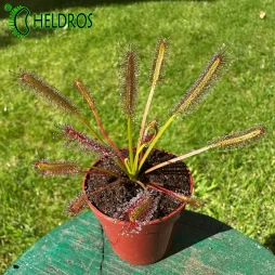 DROSERA CAPENSIS - typical reddish carni