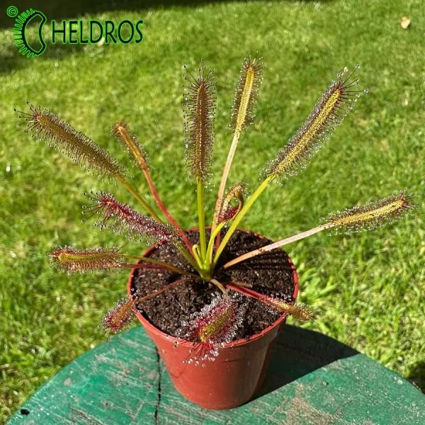 Drosera Capensis