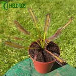 Drosera Capensis