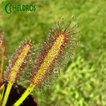Drosera Capensis