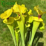 MK F199 Sarracenia var. Ornata/var. Rugelii intergrade, Geneva Botanical Gardens