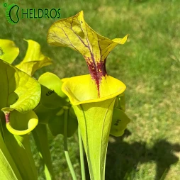 MK F199 Sarracenia var. Ornata/var. Rugelii intergrade