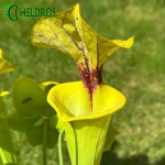 MK F199 Sarracenia var. Ornata/var. Rugelii intergrade, Geneva Botanical Gardens