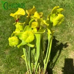 MK F199 Sarracenia var. Ornata/var. Rugelii intergrade, Geneva Botanical Gardens