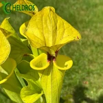 MK F199 Sarracenia var. Ornata/var. Rugelii intergrade, Geneva Botanical Gardens