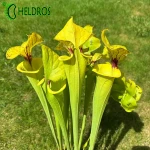 MK F199 Sarracenia var. Ornata/var. Rugelii intergrade, Geneva Botanical Gardens
