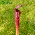 MK H96 Sarracenia x Night Sky