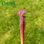 MK H96 Sarracenia x Night Sky