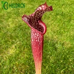 MK H96 Sarracenia x Night Sky