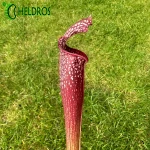 MK H96 Sarracenia x Night Sky