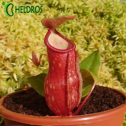 NEPENTHES GAYA