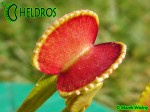 Dionaea ADENTATA - ADENTATE