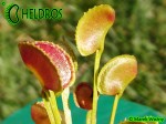 Dionaea ADENTATA - ADENTATE