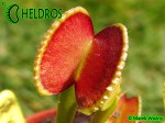 Dionaea ADENTATA - ADENTATE