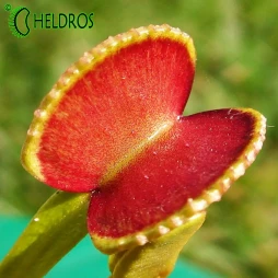 Dionaea ADENTATE - ADENTATA - 10 seeds