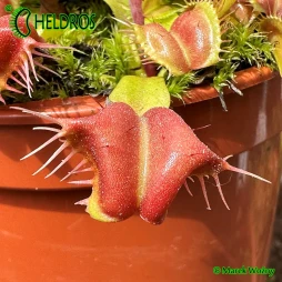 Dionaea GALAXY - 10 seeds