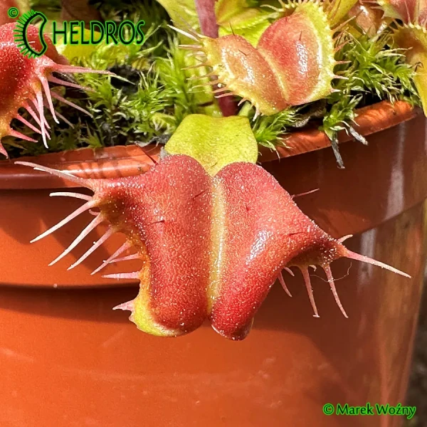Muchołówka Dionaea GALAXY