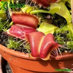 Muchołówka Dionaea GALAXY