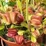 Muchołówka Dionaea GALAXY