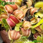 Muchołówka Dionaea GALAXY