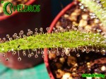 Rosiczka Drosera REGIA