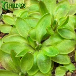 Pinguicula ACUMINATA x sp. SIERRA MAZATECAS