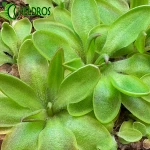 Pinguicula ACUMINATA x sp. SIERRA MAZATECAS