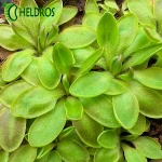 Pinguicula ACUMINATA x sp. SIERRA MAZATECAS