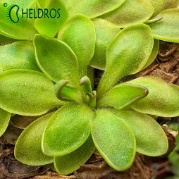 Pinguicula ACUMINATA x sp. SIERRA MAZATECAS