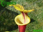 MK F161 Sarracenia Flava var. rubricorpora Apalachicola National Forest, FL. W, F58,JA