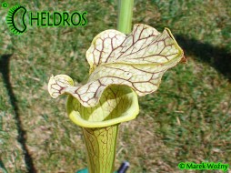 AS16 Sarracenia x moorei 'Marston Clone'