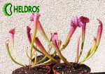 Kapturnica-Sarracenia-Juthatip-Soper-młoda-sadzonka