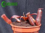 Nepenthes Dzbanecznik SANGUINEA BLACK JACK