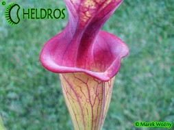 MK F88 Sarracenia Flava var. ornata