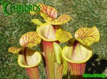 MK F161 Sarracenia Flava var. rubricorpora Apalachicola National Forest, FL. W, F58,JA