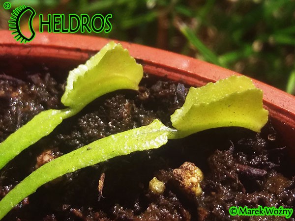 Dionaea Muscipula Muchołówka MARS