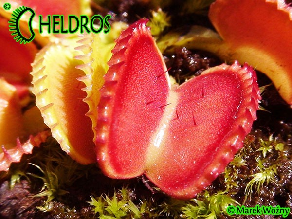 Dionaea Muscipula Muchołówka Coquillage