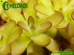 Tłustosz pinguicula cv. Crystal