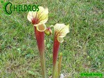 MK F102 Sarracenia Flava var. rubricorpora, Apalachicola National Forest, FL. WS,MS