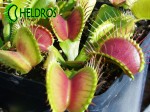 Dionaea Muscipula Muchołówka B52
