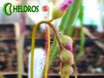 Rosiczka Drosera Filiformis RED
