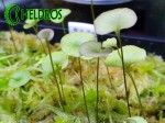 Pływacz Utricularia RENIFORMIS - small form.
