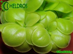 Pinguicula MIRANDAE - Oaxaca
