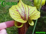 MK F190 Sarracenia Flava var. rubricorpora Dave Richardson. Tall, deep maroon pitchers.