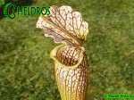 MK H121 Kapturnica Sarracenia x areolata x leucophylla JWe 2004 Stunning plant with tall white topped, green veined stocky pitchers