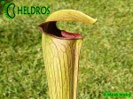 MK A26 Sarracenia Alata var. rubrioperculata. Red lid,very tall strong olive green pitchers,going darker by Autumn, throat black. De Soto National Forest. W PM 1994