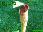 MK A21
Sarracenia Alata var. rubrioperculata. Heavy veined, red lid and throat. Perry County, MS W
